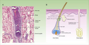 Structure of the hair follicle and different types of epidermal stem cells. The figure shows (A) microphotography of the hair follicle (hematoxylin and eosin, ×20) and (B) illustration of the different types of stem cells and progenitor cells in the epidermis, as well as their specific markers. IFE indicates interfollicular dermis, SC, stem cells.