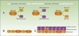 Self-renewal of stem cells. A) Concept of symmetric and asymmetric cell division. During the development of the embryo (B), most of the divisions are symmetric and the axis of division is parallel to the basal membrane, thereby allowing extension of the embryo surface during growth. During stratification of the epithelium, which occurs during morphogenesis and in adulthood (C), most of the divisions are asymmetric. During asymmetric division, the axis can be perpendicular to the basal membrane (on division, a daughter cell on losing contact with integrins and growth factor secreted by the basal membrane, undergoes differentiation, and the second daughter cell, on remaining in contact with the basal membrane, maintains the characteristics of the stem cell). Division can also be parallel to the basal membrane (in this case, differentiation of one of the daughter cells is induced by another mechanism).