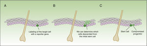 Concept of lineage tracing. The figure shows a schematic of the information obtained from lineage tracing experiments. The technique consists of introducing a reporter gene associated with the marker of the cells of interest (A), thereby obtaining a fluorescent signal in the subgroup of cells of interest. All daughter cells of the labelled cells also have a fluorescent signal (B), but the intensity of the signal will decrease as the cells continue to divide. Thus, on the one hand, we can identify cells descended from the initially labelled cells, and on the other, assess the rate of division (the cells that maintain an intense signal over time will be the quiescent cells that divide very slowly—the stem cells—whereas the cells that lose color intensity will be the compromised progenitor cells [C]).