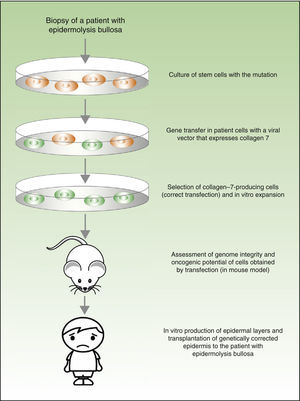 Example of application of gene therapy in a skin disease. The figure shows a schematic of a the study conducted by Droz-Georget Lathion et al. in epidermolysis bullosa, as an example of the efficacy and safety of gene therapy in a skin disease.