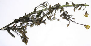 Dry yellow fleabane (Dittrichia viscosa) provided by the patient.