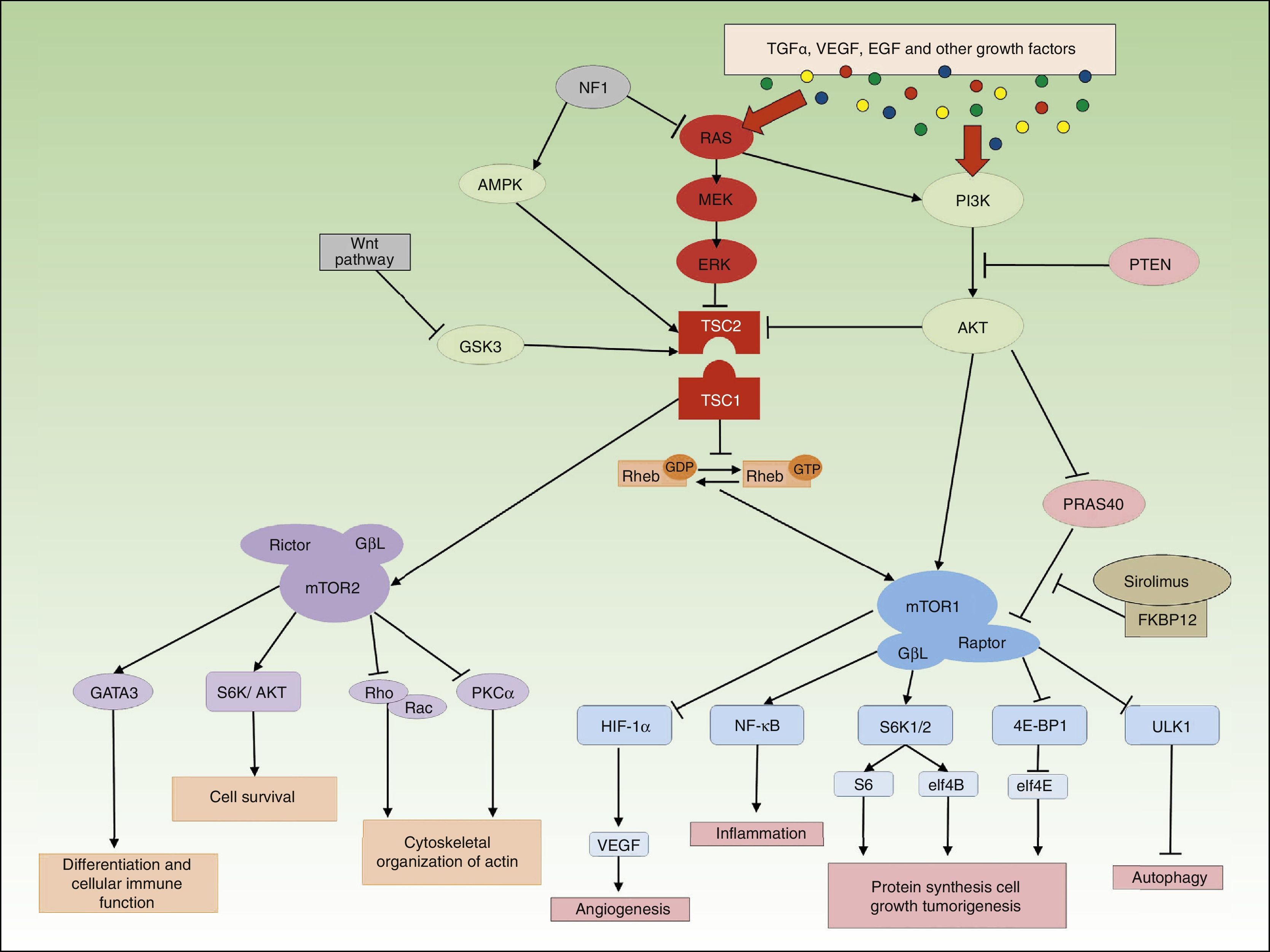 Elucidation of the mTOR Pathway and Therapeutic Applications in ...