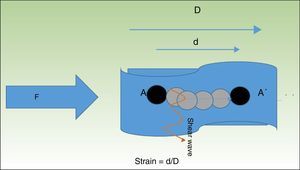 When tissue is compressed with a force F, the tissue particles (A) undergo a displacement (A′). The quotient of the displacement (d) of the structure being examined and its total initial length (D) is known as strain. The particles are displaced in perpendicular to this pressure wave, generating waves called shear waves.