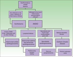 Differential diagnosis for AXDO. AXDO indicates adult xanthogranulomatous disease of the orbit.