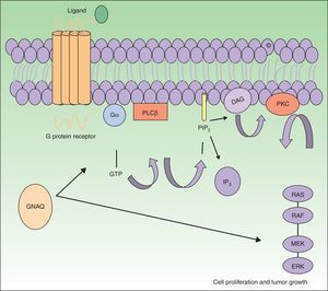 GNAQ is implicated in cell growth by signal transmission through cell membrane receptors via MAP kinases. An activating mutation therefore increases signaling via this pathway, and this may lead to the capillary malformations observed in Sturge Weber syndrome. Abbreviations: DAG, 1,2 diacylglycerol; Gα, G protein α; IP3, 1,4,5 triphosphate; PIP2, phosphatidylinositol 4,5-biphosphate; PKC, protein kinase C; PLCβ, phosphorylase C.