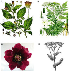 A, Atropa belladonna. B, Anthriscus sylvestris. C, The flower of Paeonia rockii. D, Achillea millefolium.