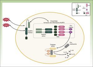 NLRP3 inflammasome. ASC indicates adaptor protein; CARD, caspase activation and recruitment domain; DAMPS, damage-associated molecular patterns; LRR, leucin-rich repeat; PAMPS, pathogen-associated molecular patterns; PYD, pyrin domain.