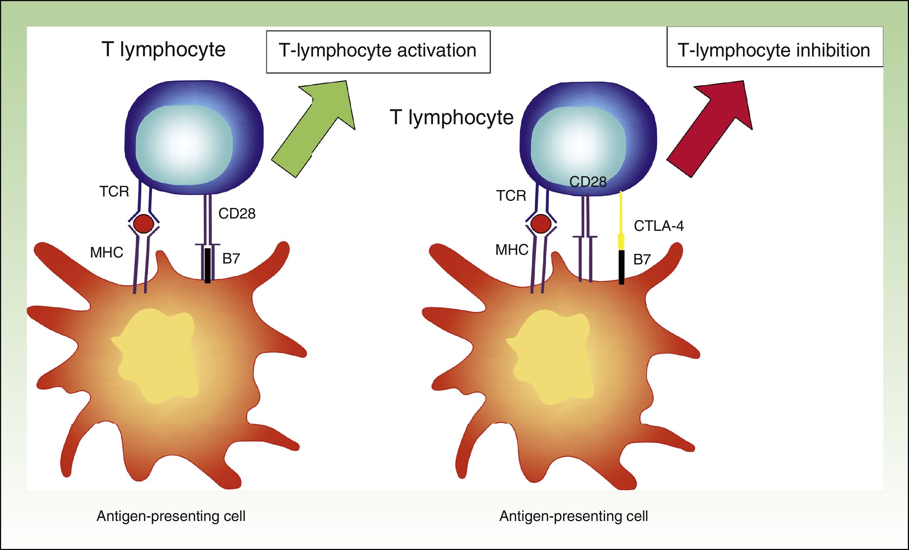 Novel Immunologic Approaches to Melanoma Treatment | Actas Dermo ...