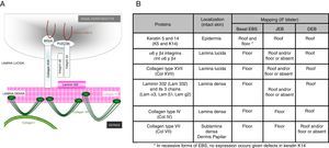 Differential diagnosis of types of EB by immunophenotyping. A, Schematic representation of the commonly studied proteins. B, Differential expression pattern.