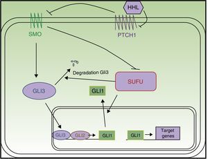 Schematic of the hedgehog pathway. Abbreviations: HHL, hedgehog ligands; PTCH1, Patched 1; SMO, Smoothened; SUFU, suppressor of fused.