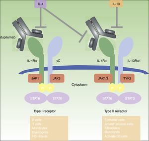 Dupilumab mechanism of action: Dupilumab targets the α-subunit of the interleukin-4 receptor (IL-4Rα). IL-4Rα is a part of type I and type II IL-4 receptors and the IL-13 receptor, therefore, Dupilumab inhibits the downstream signaling of IL-4 and IL-13.