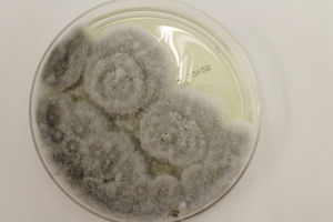 Fungal culture with white-grayish colonies that gradually take on a brownish color.