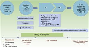Pathogenesis of ATLL. Infection of regulatory T-cells occurs through cell-to-cell contact. Carcinogenesis is a two-step process. First, the regulatory protein Tax is involved in early malignant transformation, but is only present in 40% of ATLL cells. Thereafter, HBZ plays a role in the proliferation, maintenance and immune evasion. Abbreviations ATLL: Adult T-cell Leukemia/Lymphoma; TAX: Tax gene product; HBZ: HTLV-1 basic leucine zipper factor.