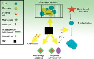 Graphical representation of the extensive involvement of TNF in immune response to M tuberculosis infection.