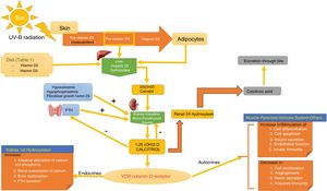 Vitamin D Metabolism. The body acquires vitamin D from certain foods and through a reaction that occurs when the skin is exposed to sunlight in which UV-B radiation converts 7-dehydrocholersterol (synthesized in the skin) to pre-vitamin D3, which then becomes inactive vitamin D. This is then converted in the liver to 25(OH)D by way of hepatic hydroxylation. In a second step, 25(OH)D is metabolized in the kidney to the active metabolite 1,25(OH)D, or calcitriol, through the action of renal alpha-1-hydroxylase. This mechanism is regulated by serum levels of calcium and inorganic phosphorus, among others, which are detected by the glands that secrete parathyroid hormone (PTH) and stimulate the activity of alpha-1-hydroxylase, when necessary. Calcitriol concentrations regulate the secretion of PTH. The 1,25(OH)D acts through the vitamin D receptors (VDR) within cells, which activate the transcription and translation of messenger RNA, leading to the synthesis of vitamin D-dependent proteins and their corresponding activity, which depend on the function of the target cell. The excretion of vitamin D through bile is mediated by the activity of 24 renal hydroxylase, which converts 1,25(OH)D to calcitroic acid.