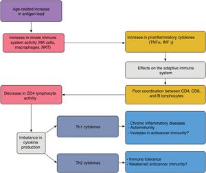 Proposed interaction between the innate and adaptive immune system in elderly patients; the age-related increase in antigen load leads to overstimulation of the innate immune system thereby increasing proinflammatory cytokines. This has an impact on the acquired immune system, giving rise to poor coordination between CD4, CD8, and B lymphocytes, and an imbalance between Th1 and Th2 cytokine production. The activity of cytotoxic T lymphocytes under Th1 conditions favors autoimmunity and chronic inflammatory diseases; under Th2 conditions, immune tolerance is favored. Adapted from Hegde et al.33
