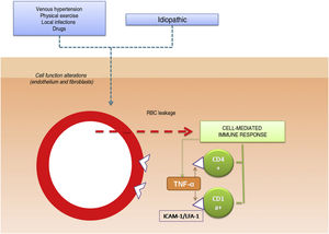 Etiologic and pathogenic mechanism. One of the most widely accepted hypotheses is that T cells are activated by an antigenic stimulus and bind to endothelial cells, fibroblasts, and keratinocytes through the expression of adhesion molecules. TNF-α indicates tumor necrosis factor α ; ICAM-1, intercellular adhesion molecule-1; LFA-1, lymphocyte function antigen-1.