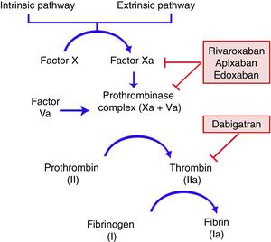 Mechanisms of action of direct oral anticoagulants in the coagulation cascade. Rivaroxaban, apixaban, and edoxaban act by inhibiting factor Xa; dabigatran is a direct thrombin inhibitor.
