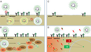 Mechanism of action of dermatologic drugs against severe acute respiratory syndrome coronavirus 2 (SARS-CoV-2). A, Antimalarials (AMs) interfere with terminal glycosylation of angiotensin-converting enzyme II (ACE-II) receptor, reducing its affinity for SARS-CoV-2 and thereby hindering viral penetration. AMs also alter endocytosis and proteolysis by alkalizing the endosome and endocytic vesicles. B, Ivermectin blocks the formation of importin (IMP) α/β1, preventing transport of viral proteins to the cell nucleus. C, Antiandrogens decrease the expression of ACE-II receptor and transmembrane serine protease 2 (TMPRSS2) in the cell membrane. D, Melatonin (green star) exerts a powerful antioxidant effect (with a marked protective effect on mitochondria and the cell nucleus) by directly blocking free radicals (red lightning bolts) and increasing the expression of antioxidant enzymes (AEs). It has an anti-inflammatory effect owing to its ability to block the action of nuclear factors capable of increasing inflammatory cytokine (IC) production.