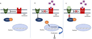 Activation and deactivation of the Hedgehog (Hh) signaling pathway. A, In absence of Hh ligands, the PTCH1 receptor inhibits SMO, allowing the SUFU protein to bind and inhibit the GLI transcription factors. B, Binding of Hh ligands to PTCH1 suppresses SMO inhibition; as a result SUFU is inhibited, dissociating the complex and activating the GLI transcription factors, which translocate to the nucleus and transcription of genes associated with Hh signaling implicated in increased cell survival and mitosis is induced. C, In presence of Hh ligands, which activate the Hh pathway, inhibitors block SMO activation, allowing suppression of the GLI transcription factors by SUFU and transcription of genes associated with the Hh pathway. Abbreviations: GLI, GLI transcription factor; Hh, Hedgehog ligand; I, SMO inhibitors such as sonidegib and vismodegib; PTCH1, Patched 1 transmembrane receptor; SMO, Smoothened protein; SUFU, suppressor of fused homolog protein.