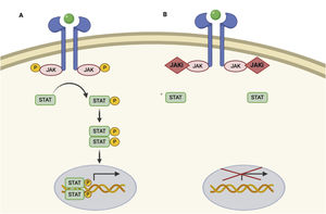 JAK/STAT pathway and mechanism of action of JAK inhibitors. A, JAK/STAT pathway. The cytokine binds to the receptor, thus activating JAK proteins via phosphorylation. The activated JAK protein phosphorylates the STAT protein, in turn activating it. Activated STAT is translocated to the nucleus. Activated STAT protein acts as a transcription factor and binds to DNA, thus regulating the transcription of a wide variety of genes and affecting cell growth and apoptosis. B, Mechanism of action of JAK inhibitors. The inhibitors bind to the binding site of adenosine triphosphate of the JAK dimer, thus preventing autophosphorylation and activation. Similarly, without activation of JAK, the protein STAT cannot be activated or translocated to the nucleus, resulting in reduced transcription of proinflammatory genes. Figure generated with the assistance of Biorender.com. JAK indicates Janus kinase; JAKi, JAK inhibitor; STAT, signal transducer and activator of transcription.