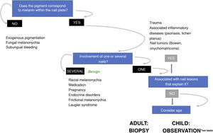 Algorithm for management of longitudinal melanonychias (adapted from Piraccini et al.26) In adults, the sudden appearance of a single new band of melanonychia requires subungual melanoma to be ruled out. In children, even in presence of some atypical clinical signs, the lesion is very likely to be benign. In presence of worrying signs or symptoms (bleeding, pain, sudden or noteworthy change in color or thickness), some authors recommend referral to a specialist unit or to consider nail biopsy.