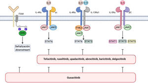 IL-4/IL-13/JAK/STAT signaling pathway and SYK pathway in atopic dermatitis. The figure shows various JAK inhibitors and dual JAK/SYK inhibitors in atopic dermatitis. The biological functions of IL-4 and IL-13 are mediated by their binding to the subunits IL-4Rα and IL-13Rα1 of the corresponding receptors. IL-4 binds to a type 1 receptor that includes IL-4Rα and the γ chain of the cytokine receptor or a type 2 receptor configured by IL-4Rα and IL-13R α1. The latter is the main IL-13 receptor. IL-5 produced as a result of polarization of type 2 helper T cells binds to the IL-5Rα subunit of its receptor to form a complex with a shared signaling subunit, the β chain, and induce phosphorylation of JAK1/JAK2 and activation of STAT1, STAT3, and STAT5. Via its SH2 domains, SYK binds to diphosphorylated immunoreceptor tyrosine-based activation motifs (ITAM) in the cytoplasm of various immune receptors, such as T-, B-, NK-cell receptors or the various receptors for the constant fraction of immunoglobulin (Fc) in neutrophils, mastocytes, macrophages dendritic cells, and other strains of the immune system. This interaction results in the activation of other proteins that transmit downstream signals. Figure generated with the assistance of Biorender.com.