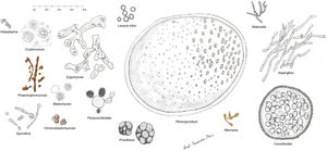 Schematic representation of main forms of fungi causing deep skin mycoses in humans. The alga Prototheca has been included for comparative purposes.