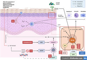 Pathogenic mechanisms and interaction between keratinocytes and immune cells in AiKD. Diseases associated with all the mechanisms are shown in red. GPP indicates generalized pustular psoriasis; HS, hidradenitis suppurativa; CLK, chronic lichenoid keratosis; PRP, pityriasis rubra pilaris.