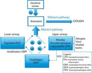 Origins and neurological pathways of the cough reflex.