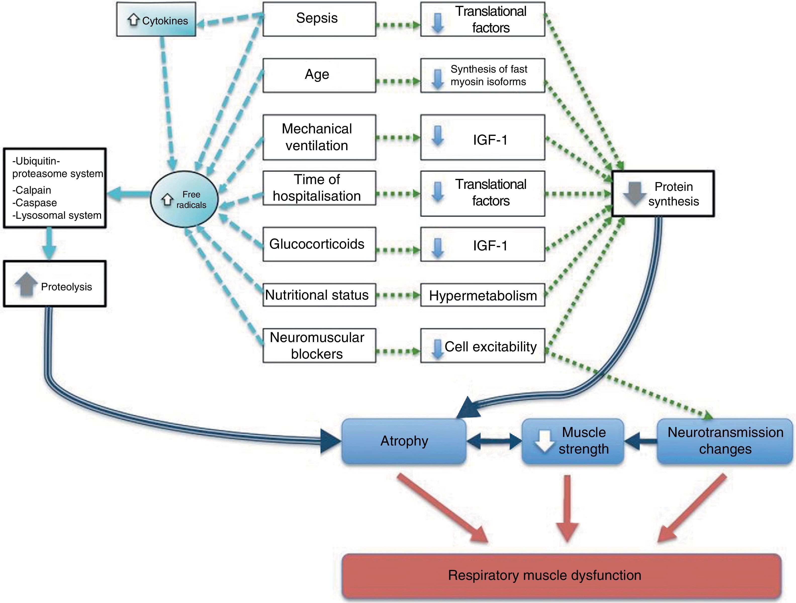 Respiratory Muscle Dysfunction: A Multicausal Entity in the Critically ...
