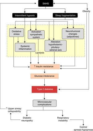 Pathogenic pathways involved in the development of insulin resistance, glucose intolerance and type 2 diabetes in sleep apnea–hypopnea syndrome.