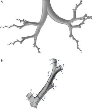 (A) Three-dimensional model of conducting airway (up to generation 16), developed in only 8 bifurcations, aimed at reflecting the anatomical distribution of the lung lobes. (B) Details of one of the developed bifurcations. The User Defined Function applies the characteristics of the air in each of the portions of the developed airway to its truncated bifurcation homologs; i.e., what happens to the air in 3′ is applied to the truncated homolog 3; what happens in 4′ is applied to the truncated homolog 4, etc.