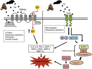 Pro-inflammatory mechanisms of biomass smoke. PM-stimulated cells generate numerous inflammatory mediators, including IL-6, IL-8, TNF-α, MCP-1, MIP2α and GROα. These can generate a second wave of mediators that include enzymes, such as MMP-9 and MMP-12, involved in tissue remodeling typical of COPD. It has been suggested that TRP ion channels in various lung cells can be activated by PMs in biomass smoke. This would lead to increased cytoplasmic Ca2+ and an intracellular signaling cascade that would increase the production of these pro-inflammatory mediators. The biological material in biomass smoke PMs (e.g., endotoxin) may also activate pro-inflammatory transcription factors AP-1 y NF-κβ via signaling initiated in the TLR receptors. These receptors and agents causing intracellular damage, such as ROS, can also activate inflammasome NLRP3, thereby constituting another possible pro-inflammatory pathway triggered by biomass smoke. AP-1: activating protein-1; GROα: growth-related oncogen α; ROS: reactive oxygen species; IL-6: interleukin-6; IL-8: interleukin-8; MCP-1: monocyte chemoattractant protein 1; MIP2α: macrophage inflammatory protein 2α; MMP-9: matrix metalloproteinase 9; MMP-12: matrix metalloproteinase 12; NF-κβ: nuclear factor kappa-light-chain-enhancer of activated B cells; PMs: respirable particulate matter; TLR4: Toll-like receptor 4; TNF-α: Tumor necrosis factor-α; TRP1: Transient Potential Receptor 1 ion channel.