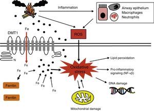 Biomass smoke oxidative mechanisms and genotoxicity. Oxidative stress generated by biomass smoke ROS can cause direct damage to cell macromolecules, such as proteins or lipids, and can act as a genotoxic factor in producing DNA lesions. Mitochondrial membrane potential can also be affected by oxidative damage, resulting in increased ROS production in these organelles. Some authors61 have proposed that PMs sequester iron from the lung cells, affecting iron homeostasis. When cells detect iron deficiency, they try to reestablish availability of this metal by generating ROS to decrease it and promoting the expression of iron importers such as DMT1. As a result of the increased intracellular iron levels, the amount of ferritin increases. However, these oxidizing molecules are known to activate pro-inflammatory transcription factors, such as NF-κβ. Finally, inflammatory cells activated by biomass smoke are another source of ROS. DMT1: divalent metal transporter 1; NF-κβ: nuclear factor kappa-light-chain-enhancer of activated B cells; ROS: reactive oxygen species.