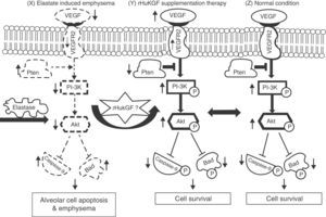 Hypothesised mechanism of rHuKGF induced Akt-mediated survival signalling in emphysematous condition. Elastase-induced emphysema decreases vascular endothelial growth factor (VEGF) and VEGFR2 levels, thereby altering survival signalling via PI-3K/Akt. Growth factors (such as VEGF, KGF etc.) and survival factors activate receptors that recruit PI3K to the membrane, which in turn activates the kinase Akt. The antagonist PTEN suppresses cell survival by down-regulating (shown by down arrow) the Akt pathway through dephosphorylation. Akt phosphorylates and compromises the function of caspase-9 and Bad, proteins involved in cell death pathways. The hypothesis here shows the deregulation of Akt Mediated Cell Survival in elastase induced emphysema group (X). Various molecules, such as several growth factors, are known to play a key role in lung repair, development, and cell survival. In this case, rHuKGF supplementation (Y) is thought to induce the Akt-Mediated Cell Survival pathway in emphysema, and should be identical to the healthy group (Z). VEGF=vascular endothelial growth factor; VEGFR2=VEGF receptor; PI3K=Phosphatidylinositide-3′-OH kinase; Akt=Ak-mouse strain; t-thymoma; PTEN=Phosphatase and Tensin homolog on chromosome 10; Bad=Bcl-2-associated death promoter.