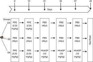 Schematic outline of the experimental setup. On day 0 and day 10, mice received an oropharyngeal instillation of 40μl of saline with or without porcine pancreatic elastase (2.5mg/kg body weight). On day 31, 34 and 37, animals received an oropharyngeal instillation of 40μl of saline or with rHuKGF (10mg/kg body weight). At day 40, animals were sacrificed and lungs removed for analysis by histopathology and molecular biology. ES=Elastase–saline (emphysema group); SS=Saline–saline (healthy group); EK=Elastase–rHuKGF (therapy group).