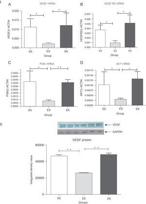 (I) Relative mRNA expression of VEGF, VEGFR2, PI3K and Akt (A–D) in whole lung tissue. VEGF, VEGFR2, PI3K and Akt were significantly more down-regulated in the emphysema group (ES) than the control group (SS). In contrast, VEGF, VEGFR2, PI3K and Akt were significantly up-regulated in the therapy group (EK) and were comparable with the control group. The mRNA levels of the target genes were determined relative to the endogenous reference gene β-actin according to the formula 2 to the power of delta cycle threshold (2ΔCt), where ΔCt=Ct, reference gene–Ct, target gene. (II) Densitometry analysis of VEGF Western blot. Densitometry of VEGF western blot revealed a similar pattern as that observed at the mRNA level (Fig. 3II). Graphs indicate mean values with standard deviation. Data were analysed by means of unpaired t-test to test for the effect of rHuKGF and elastase, respectively. ES=Elastase–saline (emphysema group); SS=Saline–saline (healthy group); EK=Elastase–rHuKGF (therapy group). *P<.05 and **P<.01 versus the respective control group.