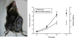 Animal model based on subcutaneous injection of 106 melanoma cells in mice (left). Tumor growth and weight at 14 days are significantly greater in mice exposed to intermittent hypoxemia (simulating SAHS) compared to the control group exposed to normoxia (right). Reproduced from Almendros et al.22