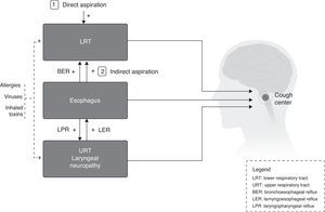 Interactions among peripheral stimuli of cough reflex.