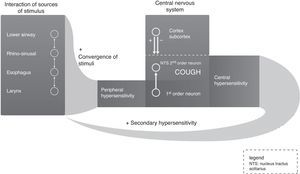 Neurological feedback circuit of chronic cough.