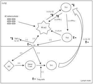 A simplified scheme of the cellular immune response to M. tuberculosis. The (+) and (−) signs indicate the positive or negative feedback induced by each cell or cytokine under normal circumstances. The main sites where glatiramer acetate (GA) directly participates are marked with a black dot (•) and arrow to indicate the induced effect (increase or decrease). It directly affects macrophage activation (M act) by inhibiting T-helper 1 (Th1) response and thus, reducing levels of circulating interferon (IFN) γ, which plays an important role in their activation. It inhibits production of interleukin (IL) 12 which amplifies the Th1 response.3 The IL-10 production is increased, directly inhibiting macrophage activation, and blocking the effects of dendritic cells (DC) and the differentiation of naive T cells into Th1 cells.4 It blocks the migration of Th1 cells from lymph nodes back to the lungs, and inhibits the expression and release of tumor necrosis factor (TNF)-α.4 Finally, it stimulates T-regulatory (T-reg) cells which also block the Th1 response.4
