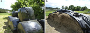(A, B) Different methods for storing hay, compacted (A) and covered (B). In this type of storage, certain climatic conditions can induce the growth of the microorganisms which cause farmer