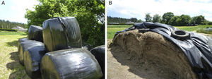 (A, B) Different methods for storing hay, compacted (A) and covered (B). In this type of storage, certain climatic conditions can induce the growth of the microorganisms which cause farmer's lung disease.