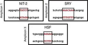 Computer prediction of transcription factor binding sites of the BMPR2 gene promoter region, analyzed using Genomatix Matinspector software.