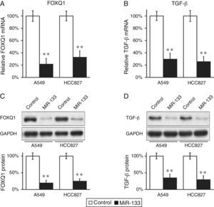 FOXQ1 is down-regulated by transfection of miR-133 into lung cancer cell lines. (A and B) Relative FOXQ1 (A) and TGF-β (B) mRNA levels in A549 and HCC827 cell lines, after transfection with either miRNA negative control or miR-133. (C and D) FOXQ1 (C) and TGF-β (D) protein levels in A549 and HCC827 cell lines, after transfection with either miRNA negative control or miR-133. GAPDH was used as a loading control. Quantification of FOXQ1 and TGF-β protein expressions normalized to GAPDH was also shown in the lower panels. Values were mean±standard error mean (SEM) of three independent experiments. **P<.01 to respective control.