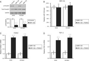 MiR-133 inhibits TGF-β pathway through down-regulation of FOXQ1 in lung cancer cell lines. (A) Total and phosphorylated Smad2/3 protein levels in A549 and HCC827 cell lines, after transfection with either miRNA negative control or miR-133. GAPDH was used as loading control. Quantification of p-Smad2/3 expression normalized to GAPDH was also shown in the lower panels. (B–D) Relative levels of miR-133 (B), FOXQ1 mRNA (C) and TGF-β mRNA (D) in A549 and HCC827 cell lines, after transfection with miR-133 alone, or co-transfection with miR-133 and plasmid expressing FOXQ1 in the absence of its 3′-UTR. Values were mean±SEM of three independent experiments. ns not significant to respective control; **P<.01 to respective control.