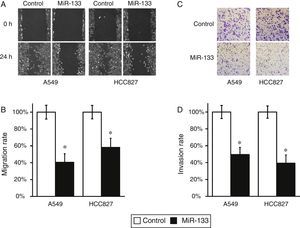 MiR-133 expression inhibits migration and invasion of lung cancer cells. (A) Wound-healing assay for A549 and HCC827 cell lines, after transfection with either miRNA negative control or miR-133. (B) The migration distances relative to control in wound-healing assay were measured at 24h after being wounded. (C) Cell invasion assay for A549 and HCC827 cell lines, after transfection with either miRNA negative control or miR-133. (D) The invaded cell numbers relative to control were quantified 24h after cells were seeded. Values were mean±SEM of three independent experiments. *P<.05 to respective control.
