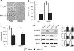 MiR-133 expression inhibits epithelial–mesenchymal transition (EMT) of lung cancer cells. (A) Cell morphology was observed for A549 and HCC827 cell lines, after transfection with either miRNA negative control or miR-133. (B and C) Cell attachment (B) and detachment (C) assays were assessed in A549 and HCC827 cell lines, after transfection with either miRNA negative control or miR-133. (D) Expression of EMT phenotypic protein markers were analyzed in A549 and HCC827 cell lines, after transfection with either miRNA negative control or miR-133. Quantification of protein expressions normalized to GAPDH was also shown in the right panels. Values were mean±SEM of three independent experiments. *P<.05, **P<.01 to respective control.