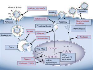 Representation of the influenza virus A cycle and the target sites of currently used and investigational antiviral agents.